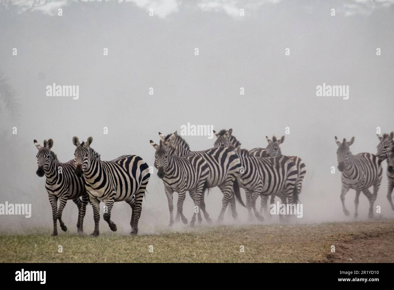 Die jährliche Serengeti-Migration, eine ganzjährige Suche nach Nahrung und Wasser durch vier nomadische Huftierarten: Gnus, Zebra, Eland und Thomson Stockfoto