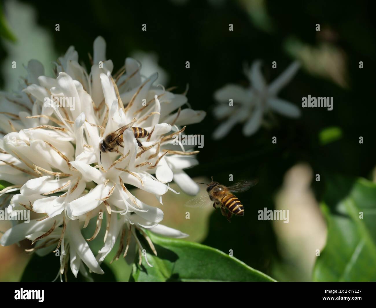 Honigbiene auf Robusta-Kaffee blüht auf Baumpflanze mit grünem Blatt mit schwarzer Hintergrundfarbe. Blütenblätter und weiße Bühnen blühender Blumen Stockfoto