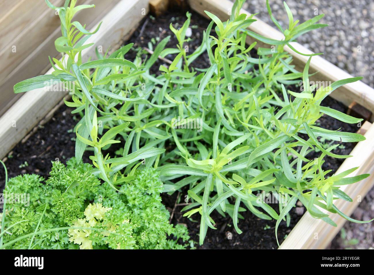 Kiefernkraut mit Kräutern Stockfoto