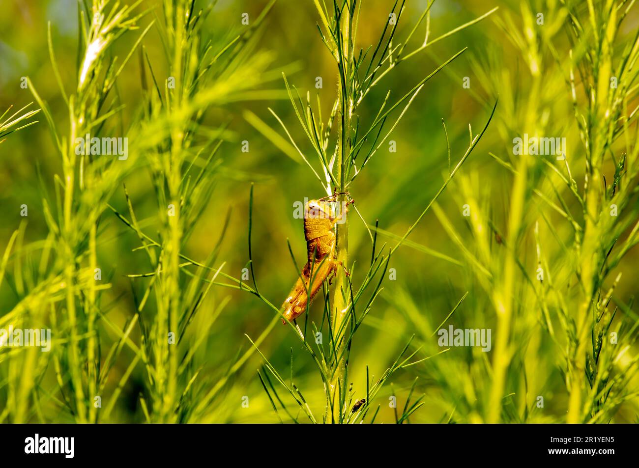 Ein Grashüpfer, der sich hinter den Blättern versteckt Stockfoto