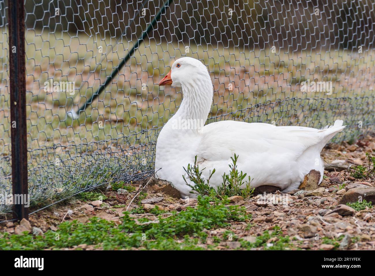 Eine Emden-Gans auf einem Hof, der am Metallzaun ruht. Stockfoto