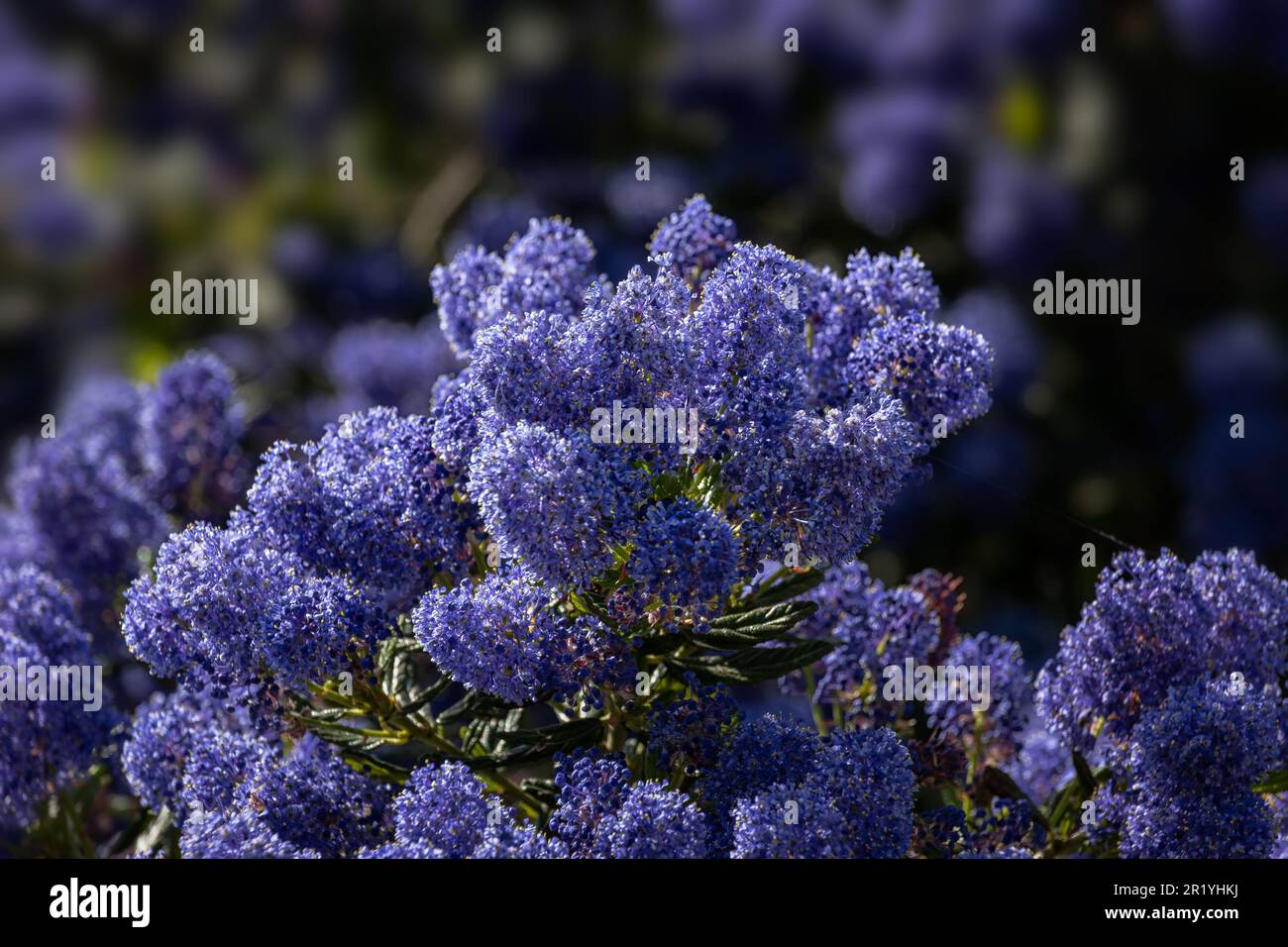 Nahaufnahme der Blumen von Ceanothus „Concha“ in einem Garten im Frühling Stockfoto