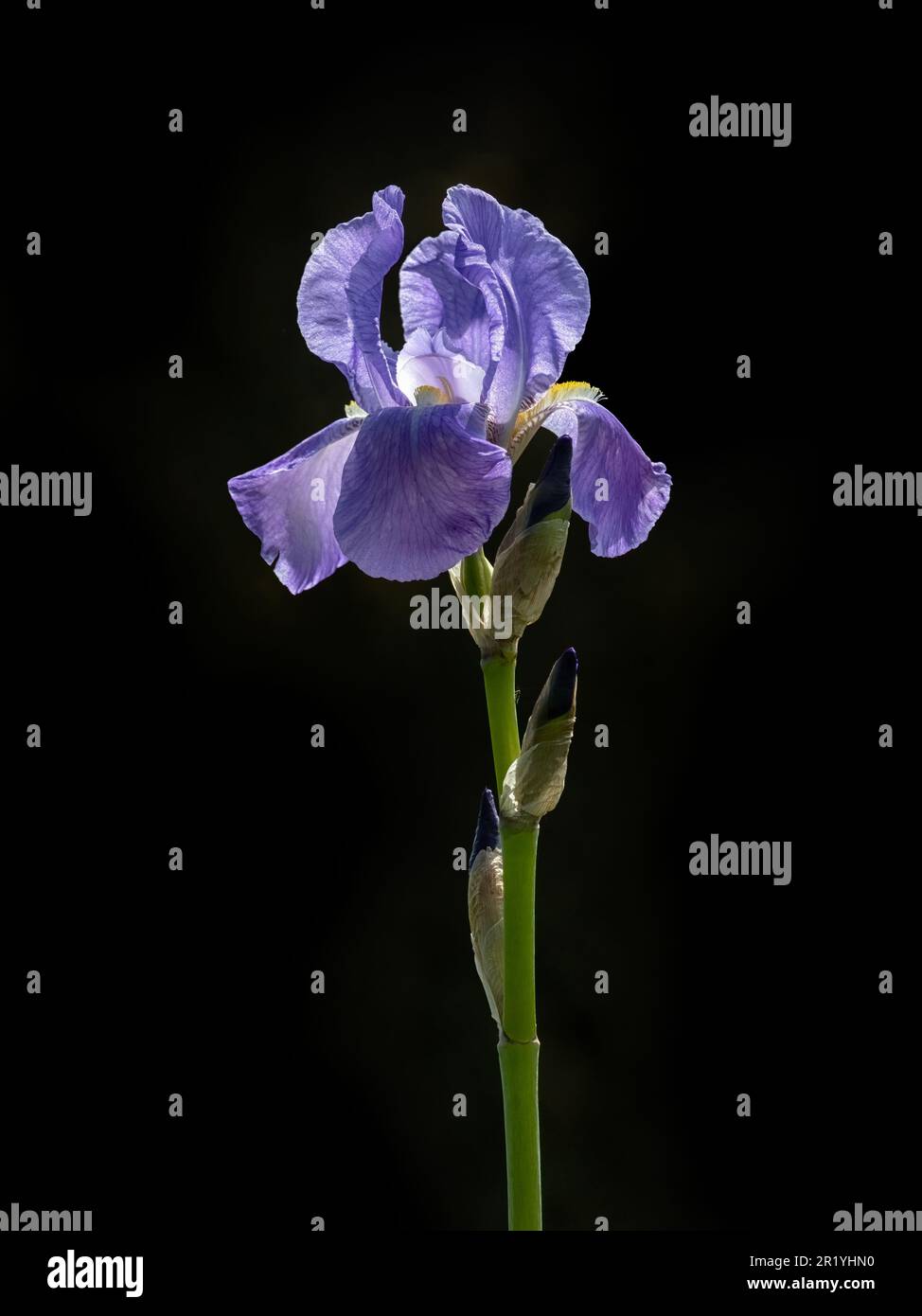 Nahtaufnahme einer einzelnen Blume von Iris pallida subspecis pallidus, isoliert vor schwarzem Hintergrund Stockfoto