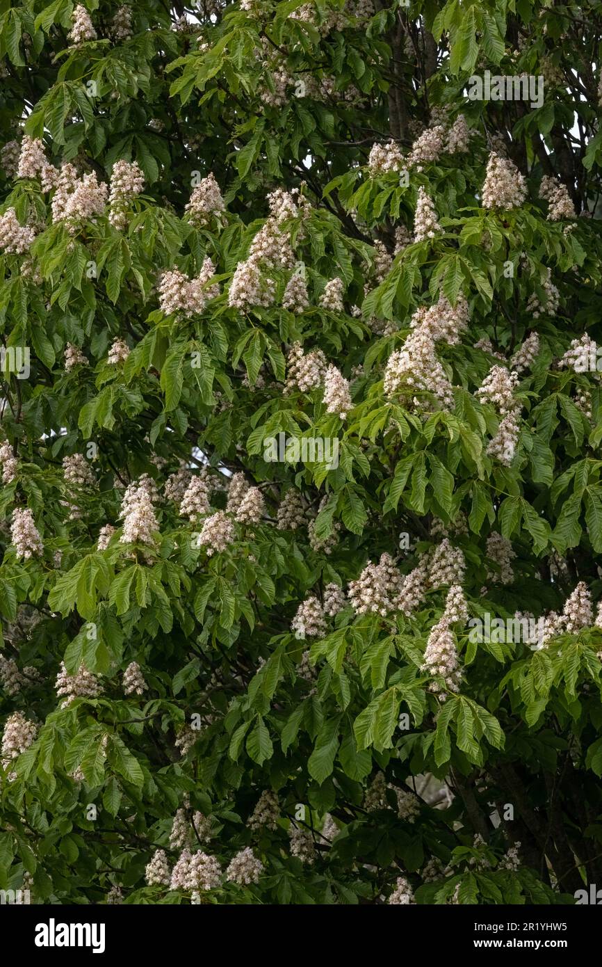 Im Frühling wurden Blumen auf dem Kastanienbaum (Aesculus hippocastanum) gesammelt Stockfoto