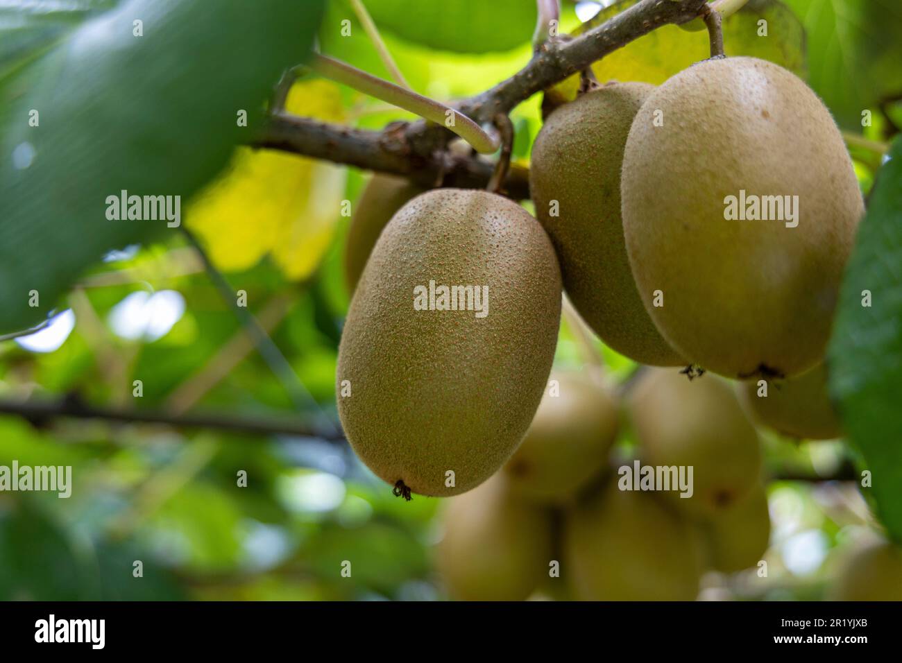 Kiwis auf den Reben in Te Puke Neuseeland Stockfoto