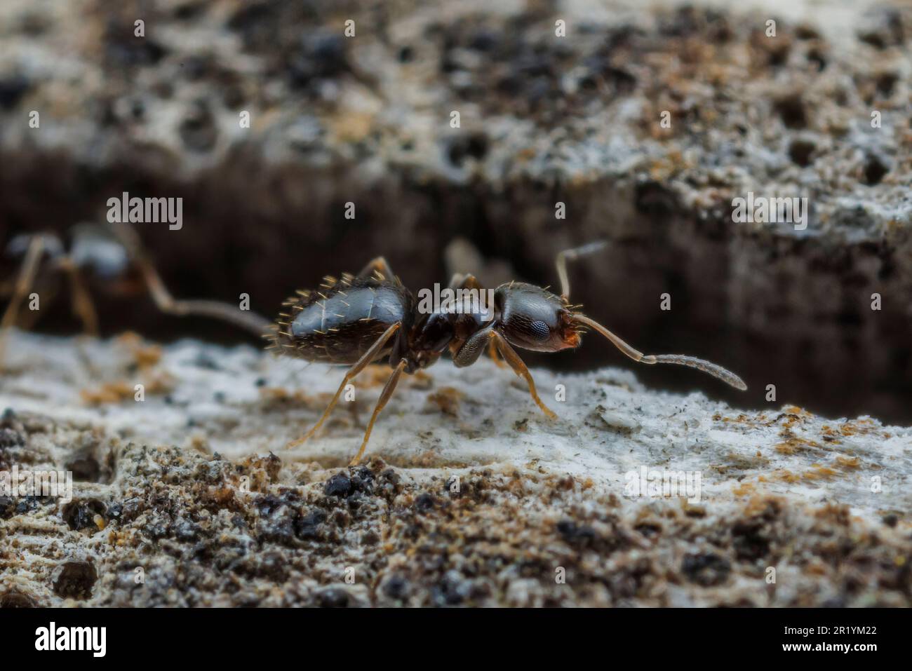 Dunkle Rover Ant (Brachymyrmex patagonicus) Stockfoto