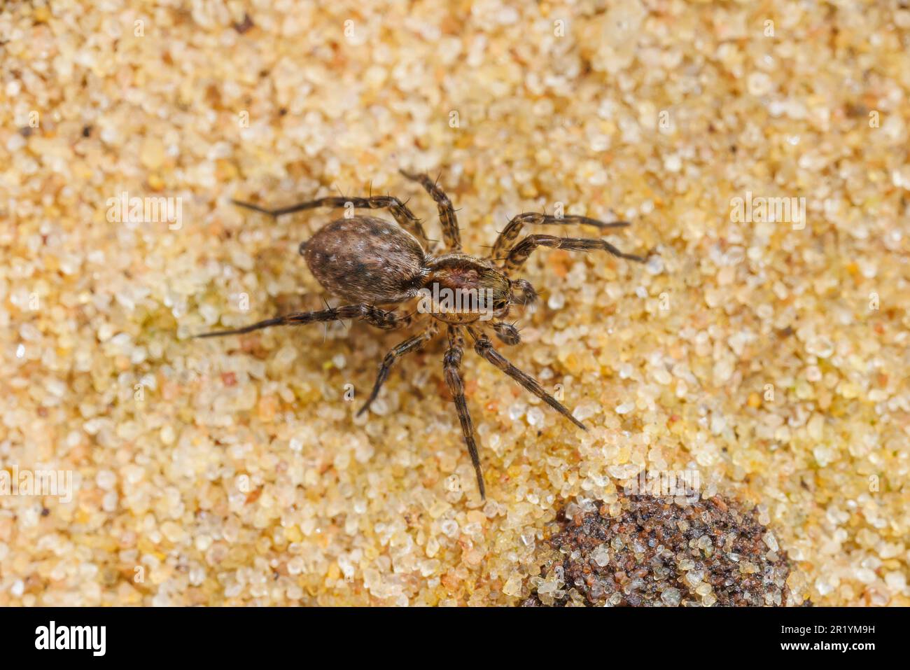 Dünnbeinige Wolfsspinne (Pardosa milvina) Stockfoto