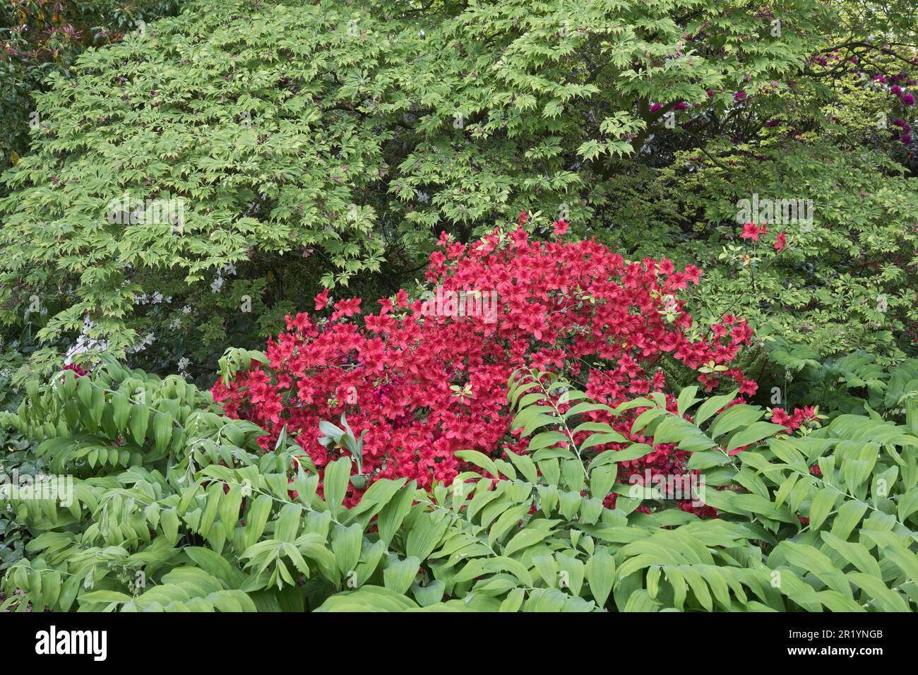 Rhododendron Blossom (Rhododendron Muttertag), Japanische Azaleen, Emsland,  Niedersachsen, Deutschland Stockfotografie - Alamy