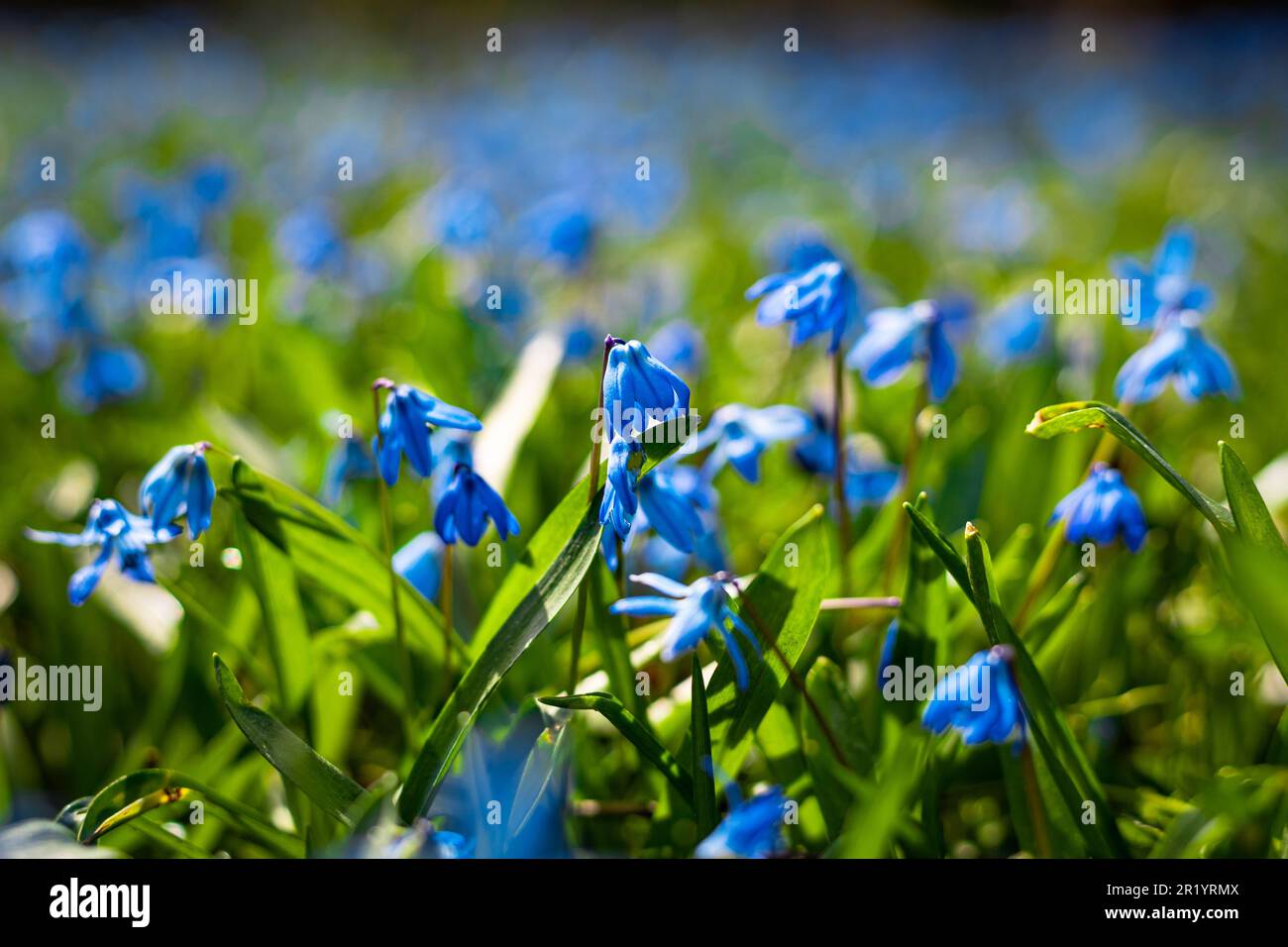 Sibirische Blüten auf der Wiese, Scilla siberica Stockfoto
