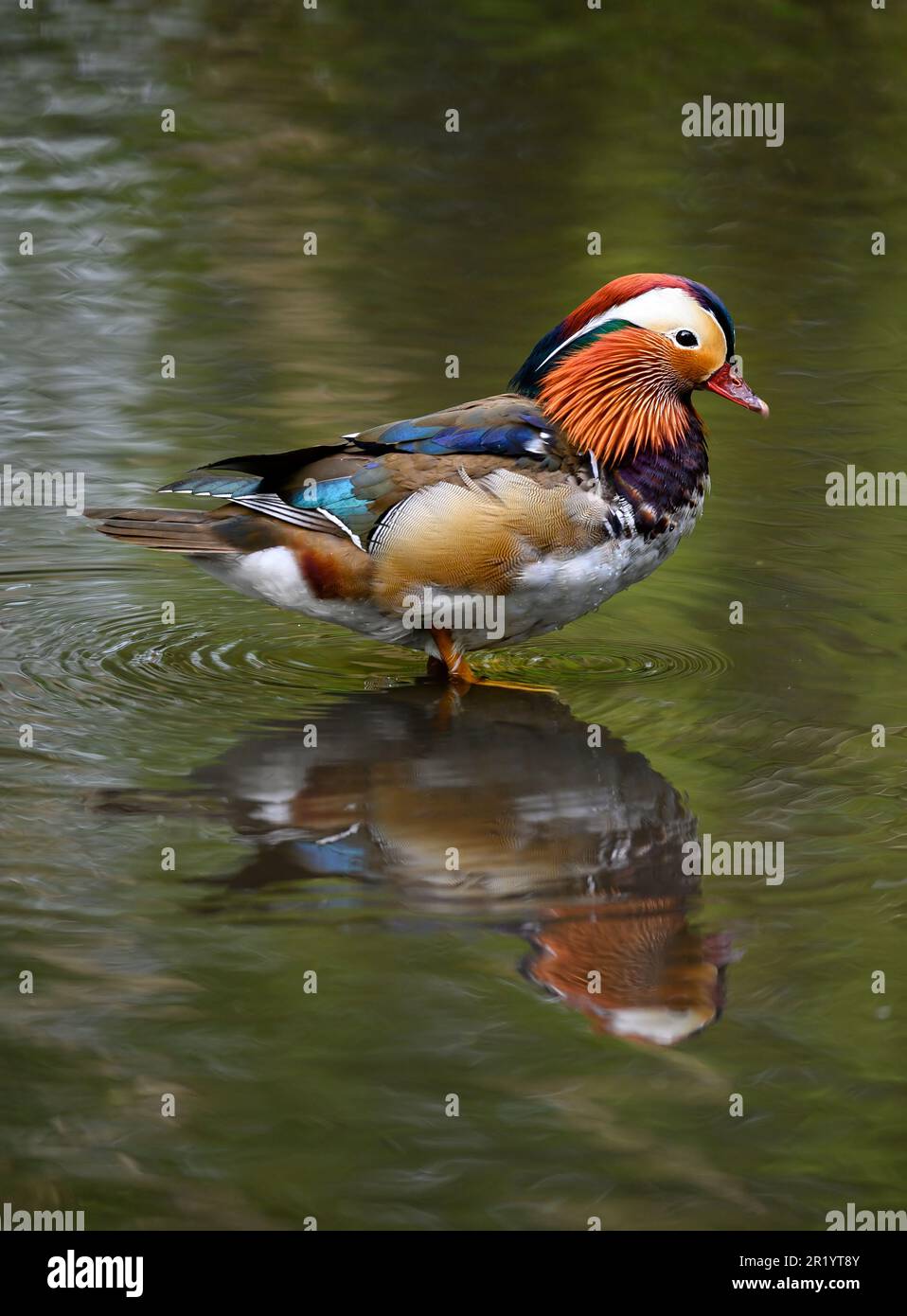 Männliche Mandarinenente in einem See in Kent, Großbritannien. Ente mit Reflexion nach rechts. Mandarinente (Aix galericulata) in Kelsey Park, Beckenham Stockfoto