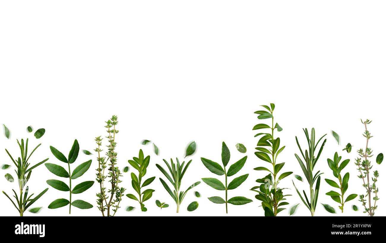 Pflanzlicher Hintergrund von Thymian-Rosmarin und anderen Blättern auf weißem Hintergrund, flach liegend Stockfoto