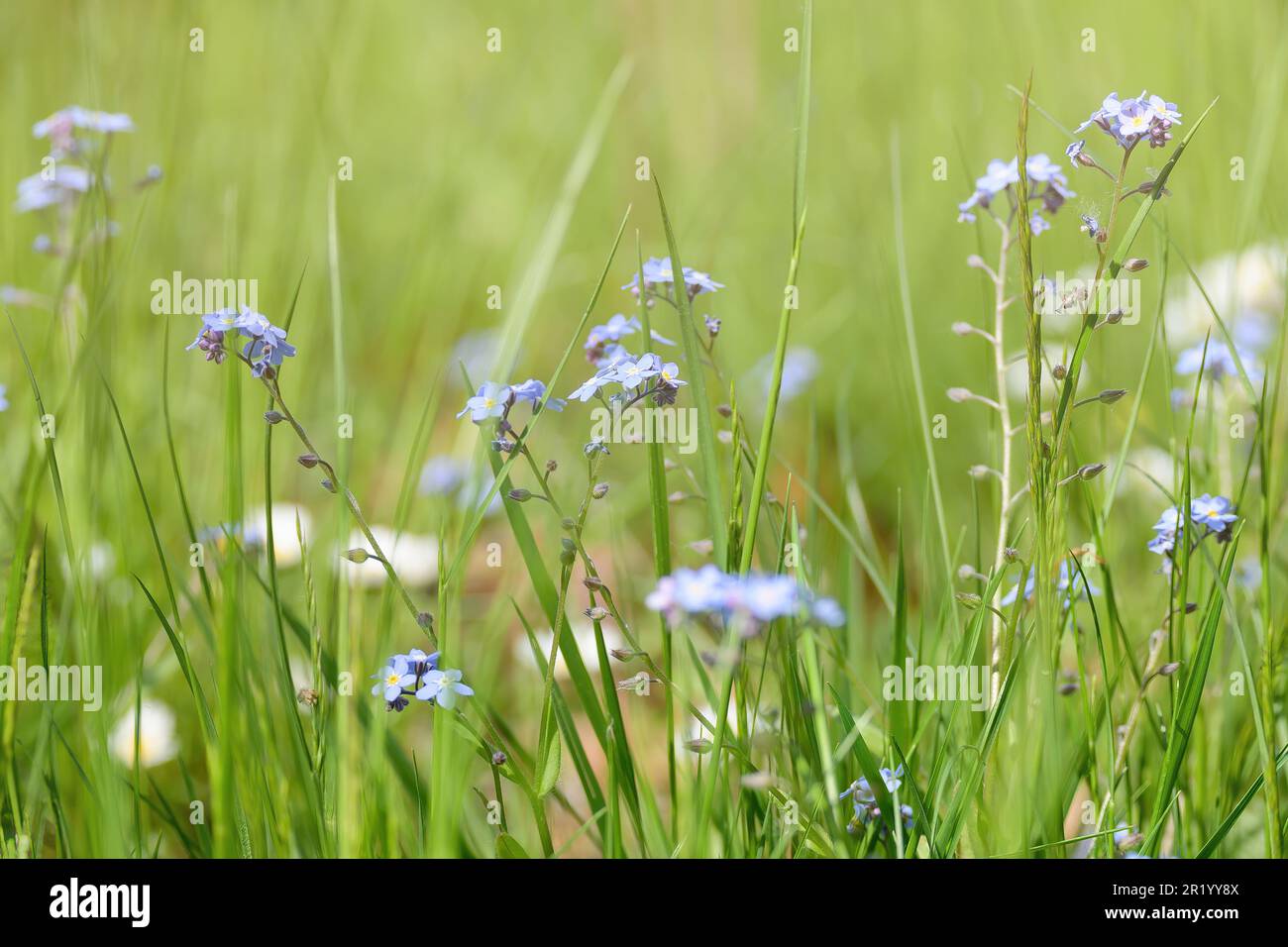 Rasen im Garten wurde im Mai nicht gemäht. Insektenfreundliche Bio-Wiese mit langem Gras und hellblauen Feld vergesst-mich-nicht Wildblumen. Kein Mähen Mai Konzept Stockfoto