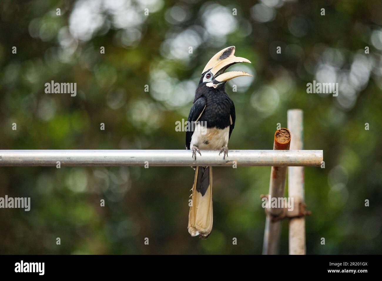 Ausgewachsener männlicher orientalischer Rattenschwanz sitzt auf dem Gerüst einer Baustelle, wo er Schlamm für das Nestloch sammelt. Stockfoto