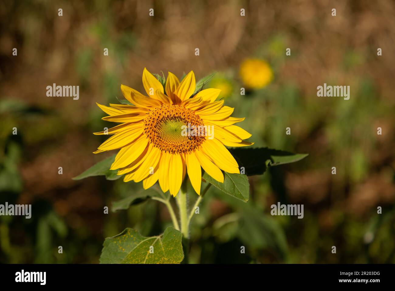 Bela Vista de Goias, Goias, Brasilien – 11. Mai 2023: Eine gelbe Sonnenblume im Vordergrund und verschwommene Vegetation im Hintergrund. Stockfoto