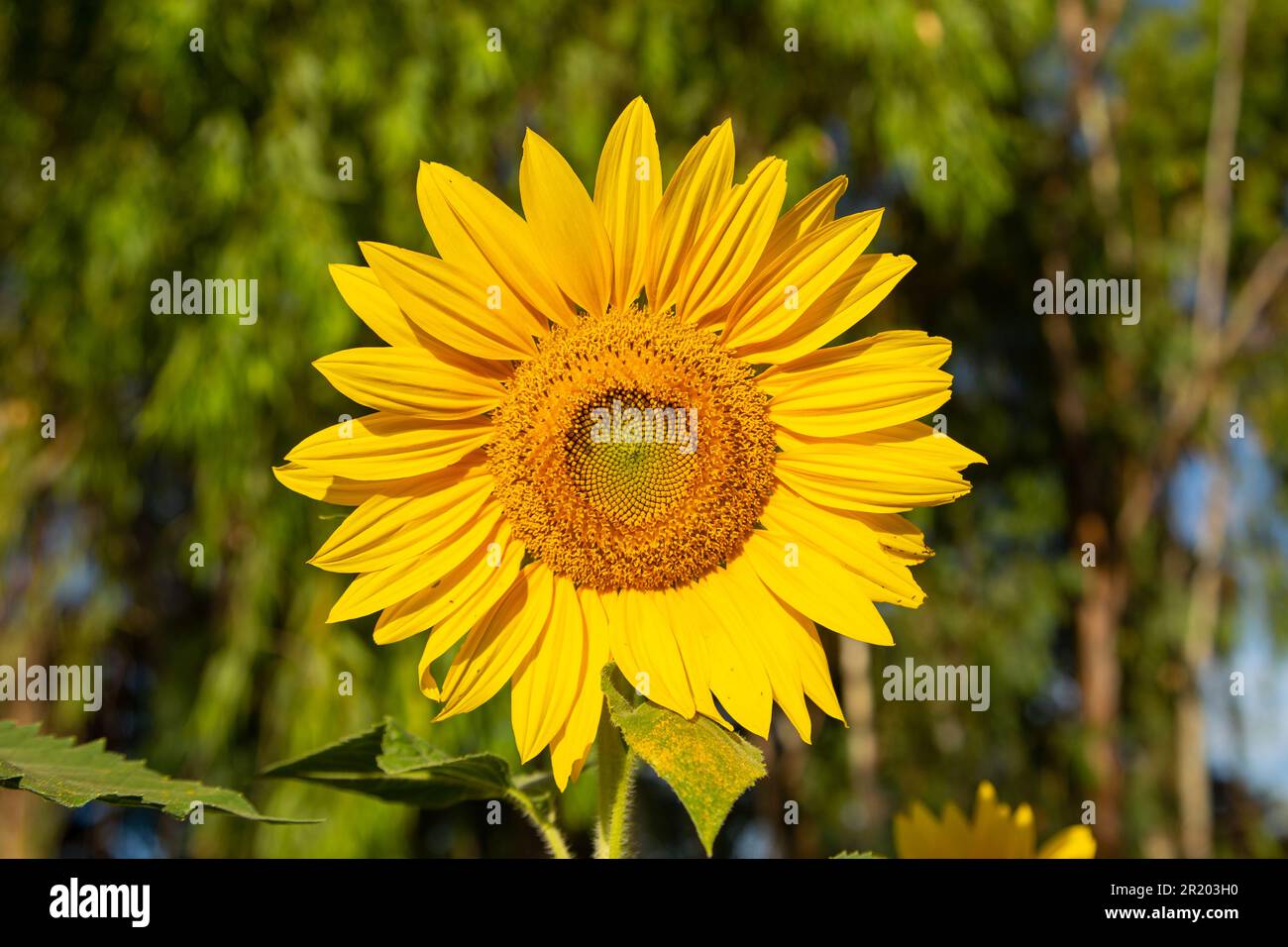 Bela Vista de Goias, Goias, Brasilien – 11. Mai 2023: Eine gelbe Sonnenblume im Vordergrund und verschwommene Vegetation im Hintergrund. Stockfoto