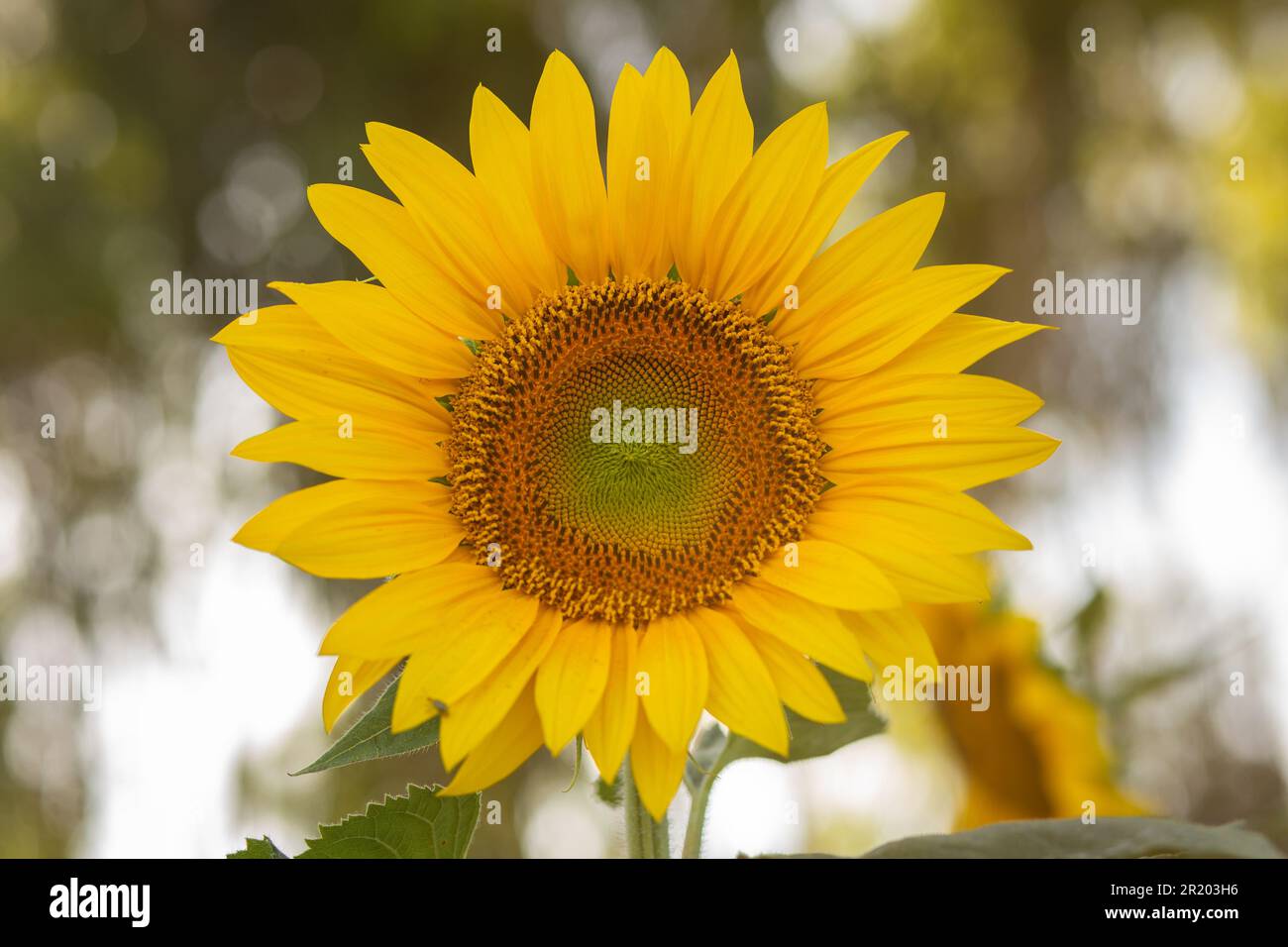 Bela Vista de Goias, Goias, Brasilien – 11. Mai 2023: Eine gelbe Sonnenblume im Vordergrund und verschwommene Vegetation im Hintergrund. Stockfoto