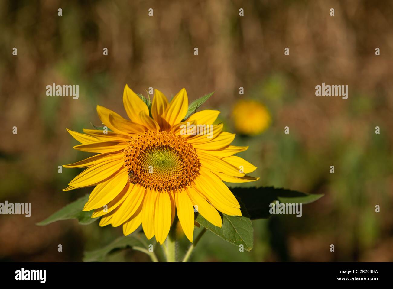 Bela Vista de Goias, Goias, Brasilien – 11. Mai 2023: Eine Sonnenblume mit Schwerpunkt auf Vordergrund und Vegetation im verschwommenen Hintergrund. Stockfoto