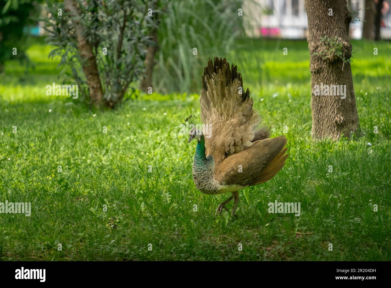 Eine weibliche indische Peafowl (Pavo cristatus) Stockfoto