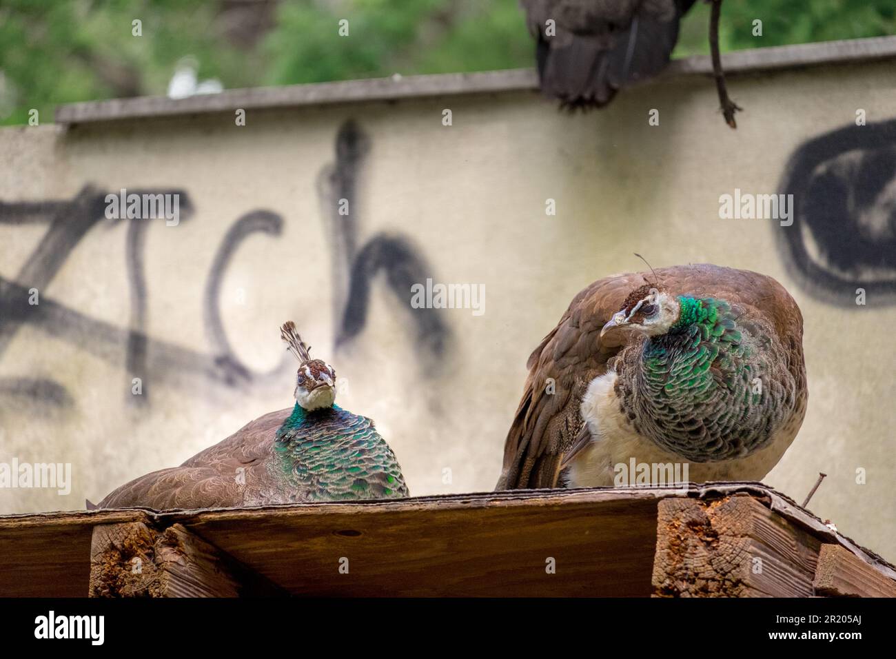 Eine weibliche indische Peafowl (Pavo cristatus) Stockfoto