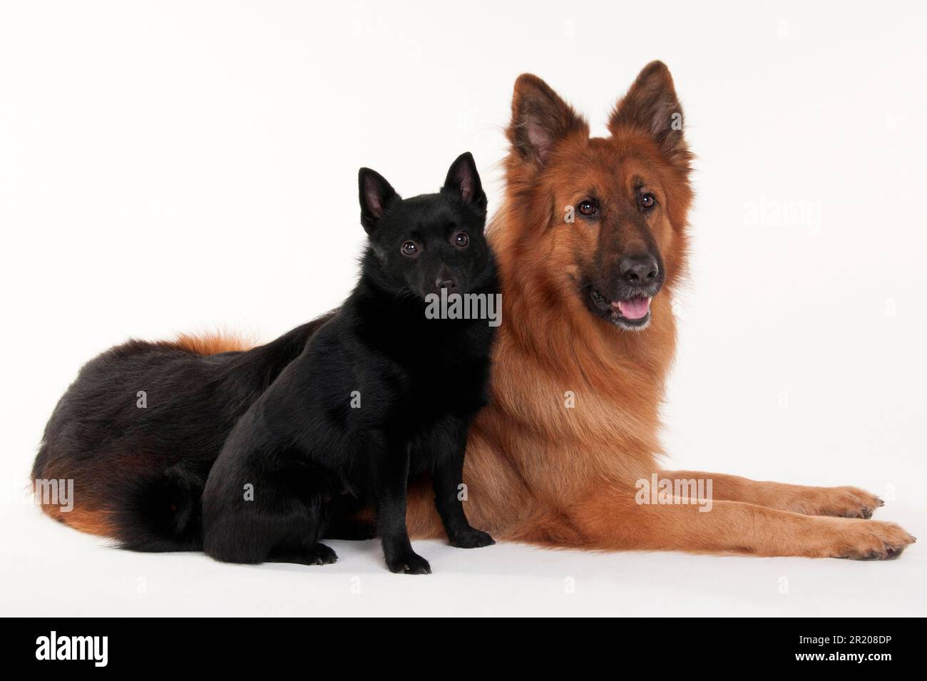 Der alte Schäferhund, männlich und Schipperke, 2 Jahre, langer Stielmantel Stockfoto