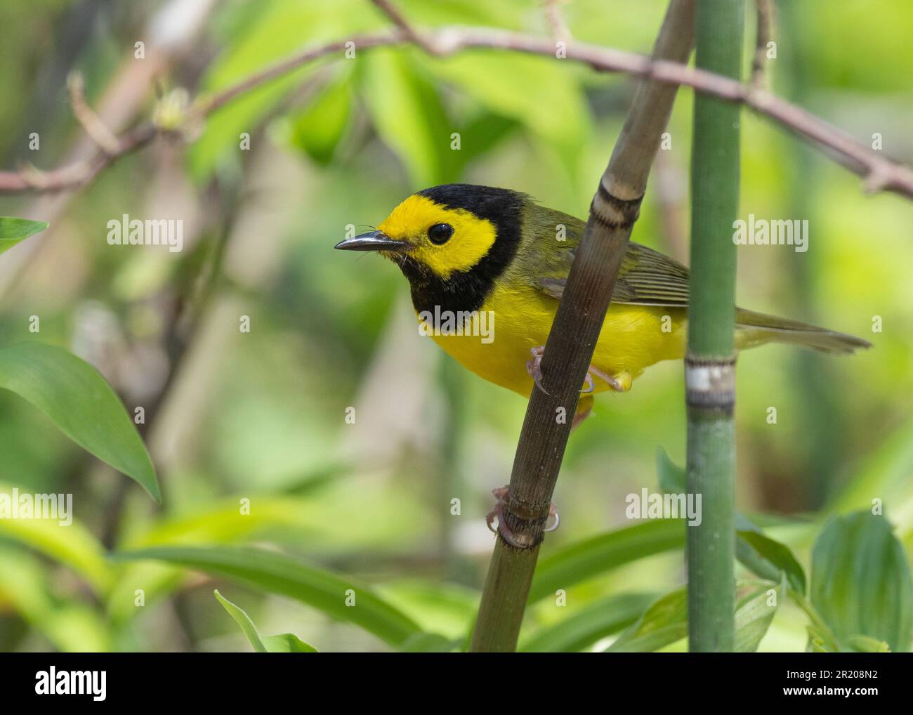 Kapuzenwarbler (Setophaga Citron) Point Pelee Ontario Kanada Stockfoto