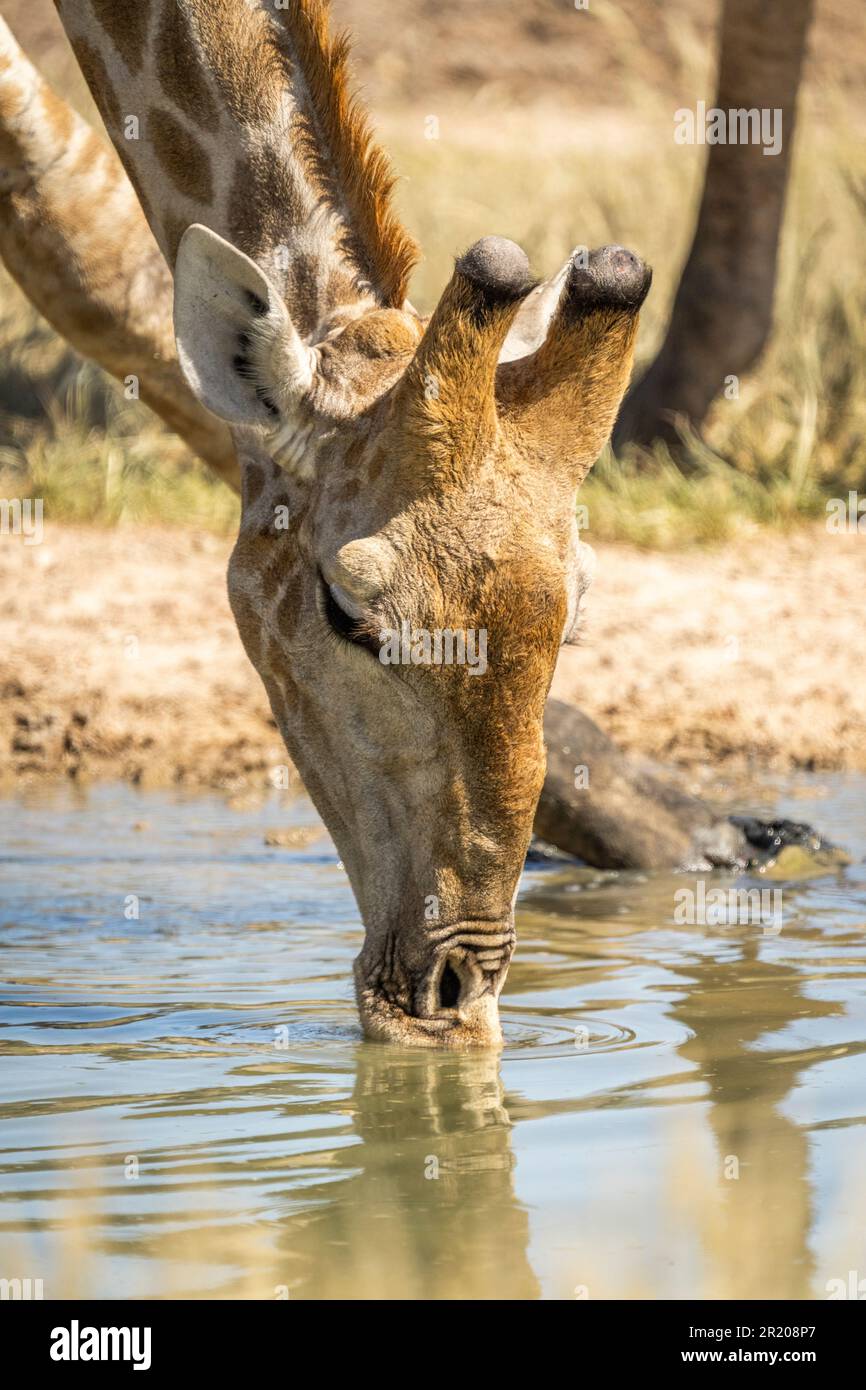 Giraffe Trinkwasser, Nahaufnahme des Kopfes des Tieres, Gesicht auf der Wasseroberfläche. Kalahari, Kgalagadi Transfrontier Park, Südafrika Stockfoto