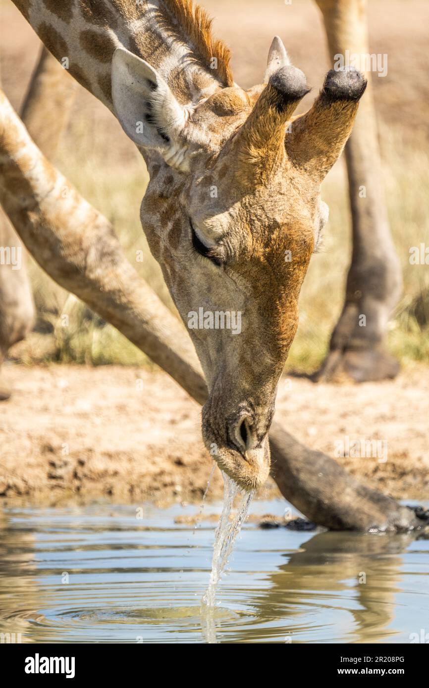 Giraffe Trinkwasser, Nahaufnahme des Kopfes des Tieres, Gesicht auf der Wasseroberfläche. Kalahari, Kgalagadi Transfrontier Park, Südafrika Stockfoto