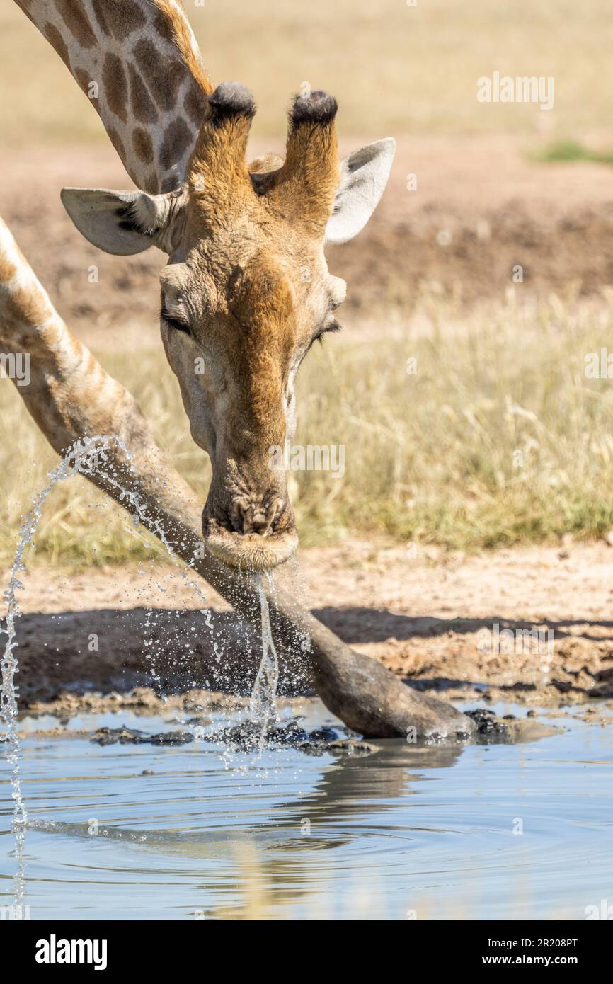 Giraffe Trinkwasser, Nahaufnahme des Kopfes des Tieres, Gesicht auf der Wasseroberfläche. Kalahari, Kgalagadi Transfrontier Park, Südafrika Stockfoto
