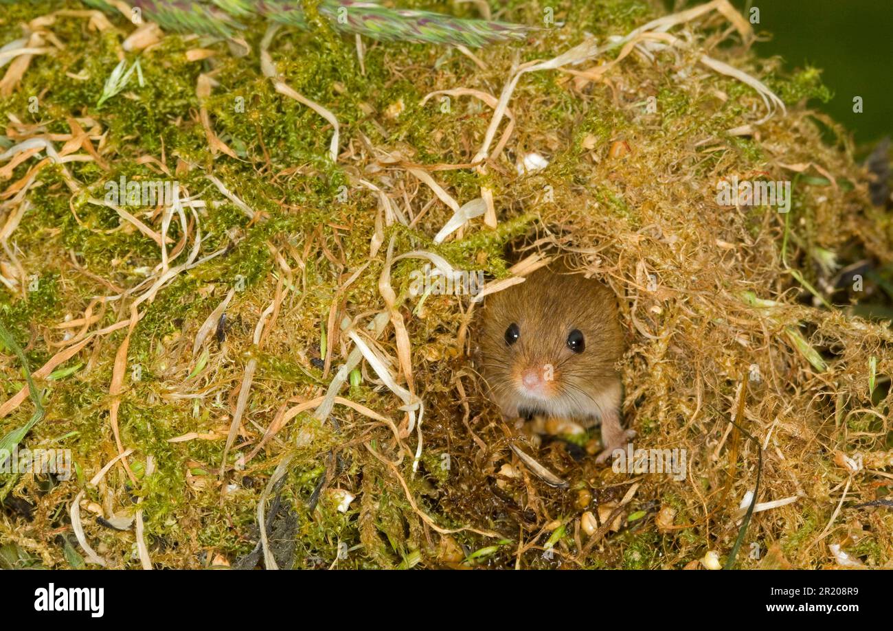 Zwergmaus, eurasische Mäuse (Micromys minutus), Zwergmaus, Mäuse, Maus, Nagetiere, Säugetiere, Tiere, Ernte-Maus-Erwachsene, aus dem Nest gucken Stockfoto