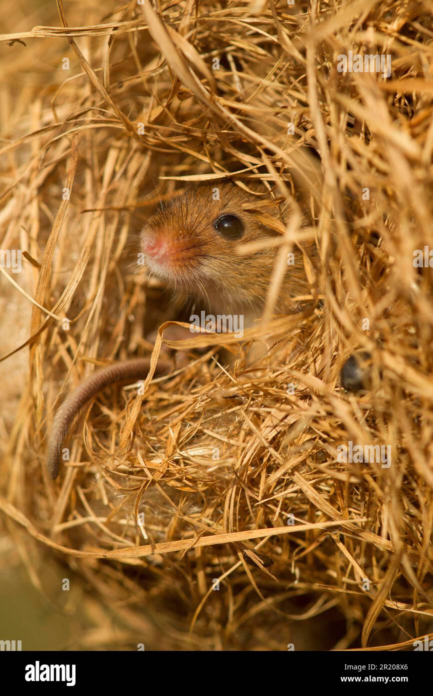 Zwergmaus, eurasische Mäuse (Micromys minutus), Mäuse, Maus, Nagetiere, Säugetiere, Tiere, Erntemaus, Erwachsene, beim Brutnest in Schilf Stockfoto