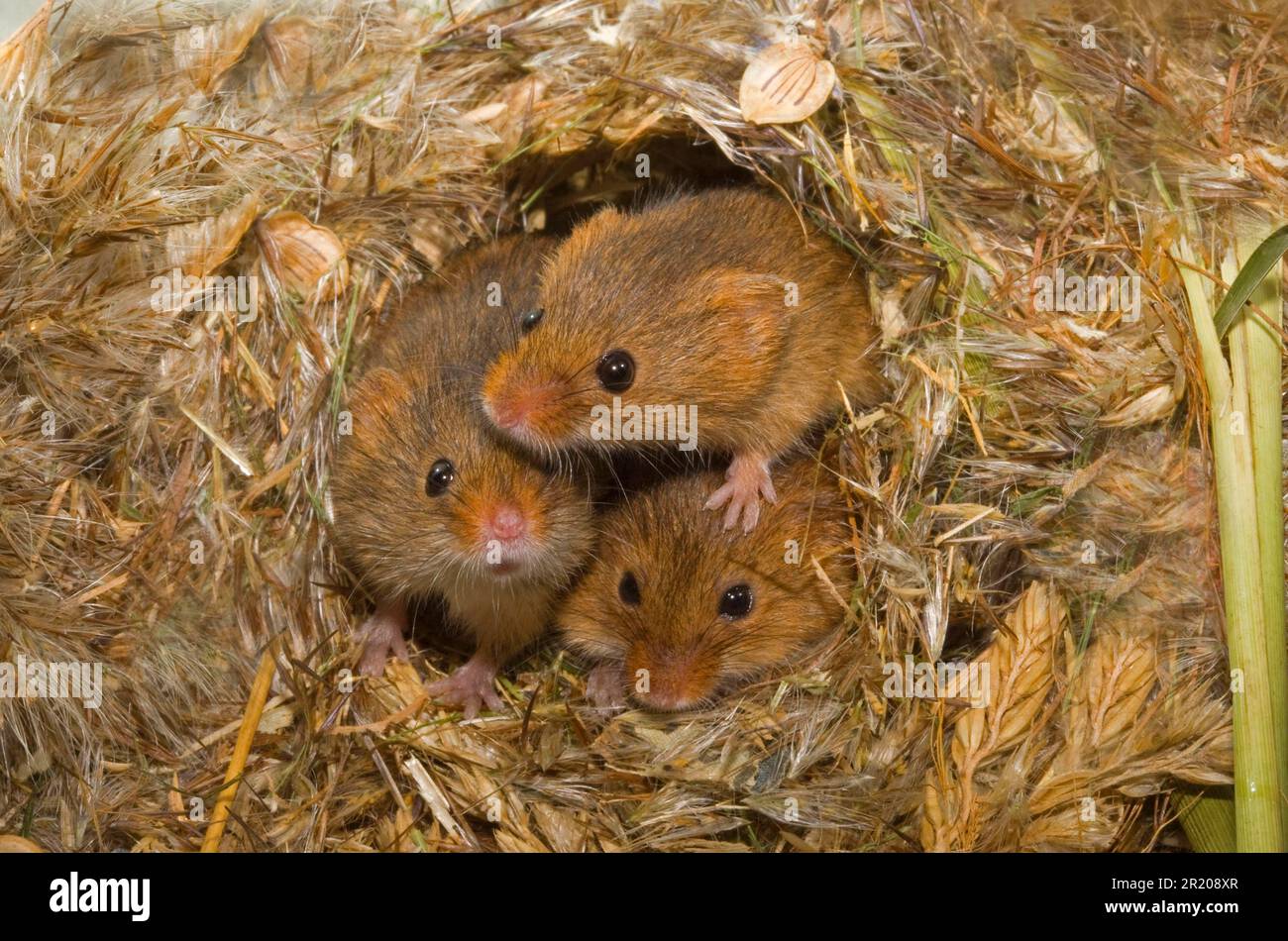 Zwergmaus, eurasische Mäuse (Micromys minutus), Mäuse, Maus, Nagetiere, Säugetiere, Tiere, Erntemaus, Maus, drei Unreife, aus dem Nest geschaut Stockfoto