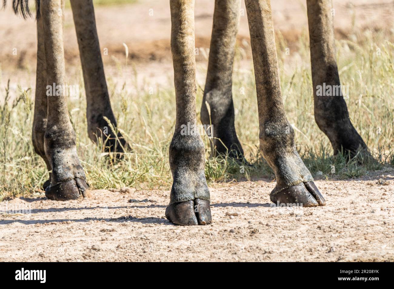 Giraffenfüße nähern sich den langen Füßen und Hufen. Kalahari, Kgalagadi Transfrontier Park, Südafrika Stockfoto