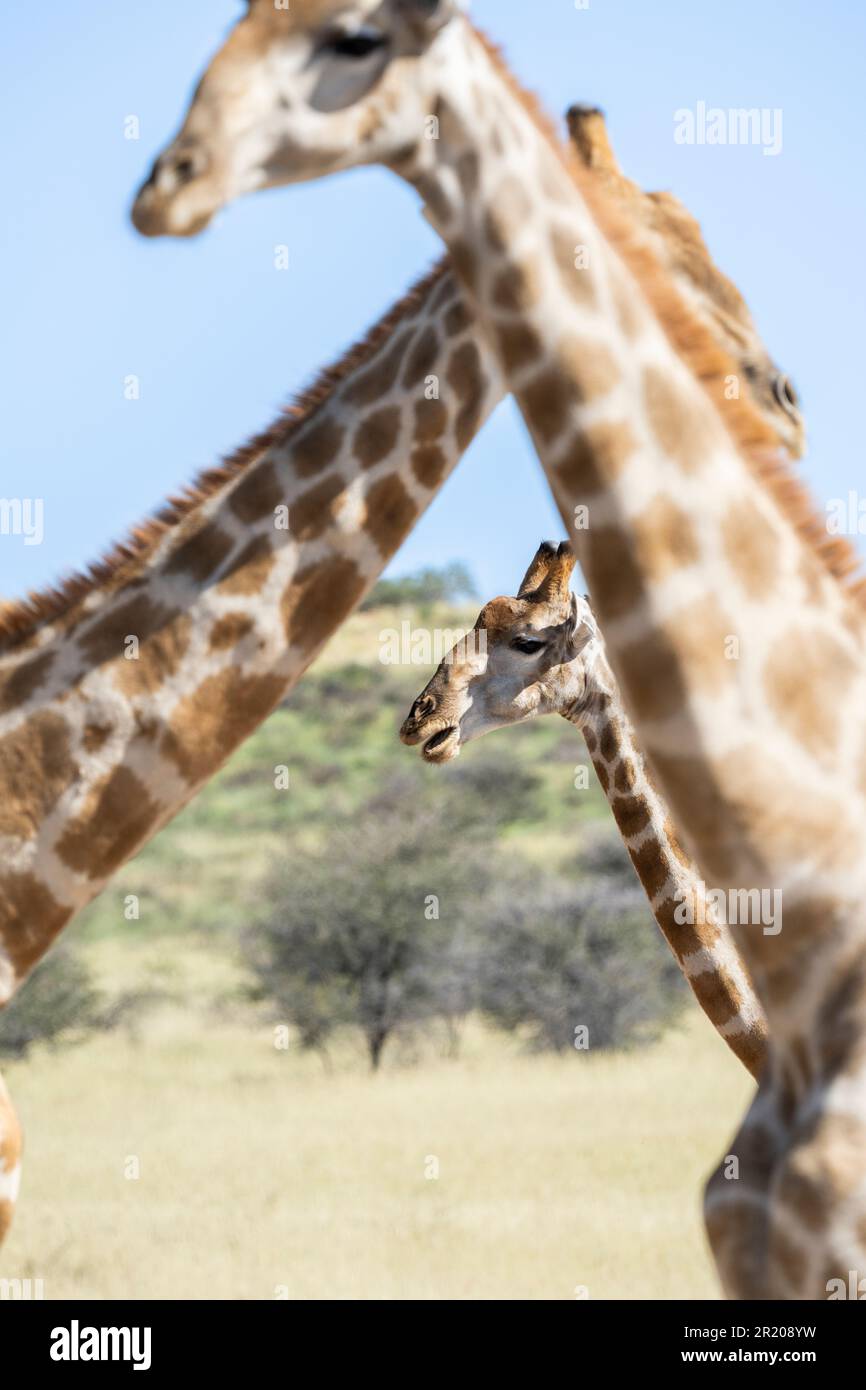 Giraffenhals, mehrere Giraffen gerahmt in Giraffenhals. Kalahari, Kgalagadi Transfrontier Park, Südafrika Stockfoto
