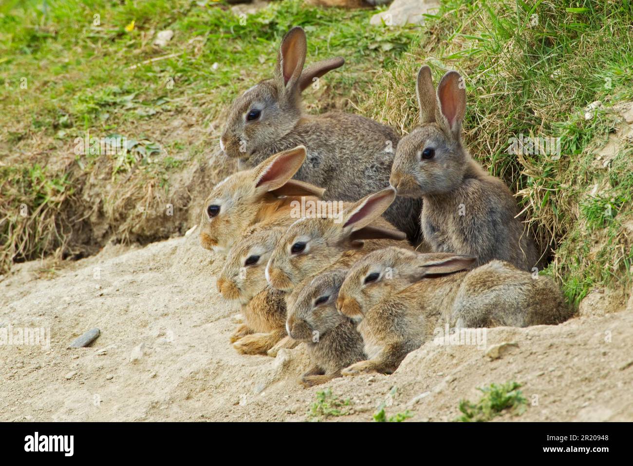 Europäisches Kaninchen (Oryctolagus cuniculus) sieben junge Tiere, die sich am Eingang der Burrow, Fetlar, Shetland Islands, Schottland, Vereinigtes Königreich, ausruhen Stockfoto