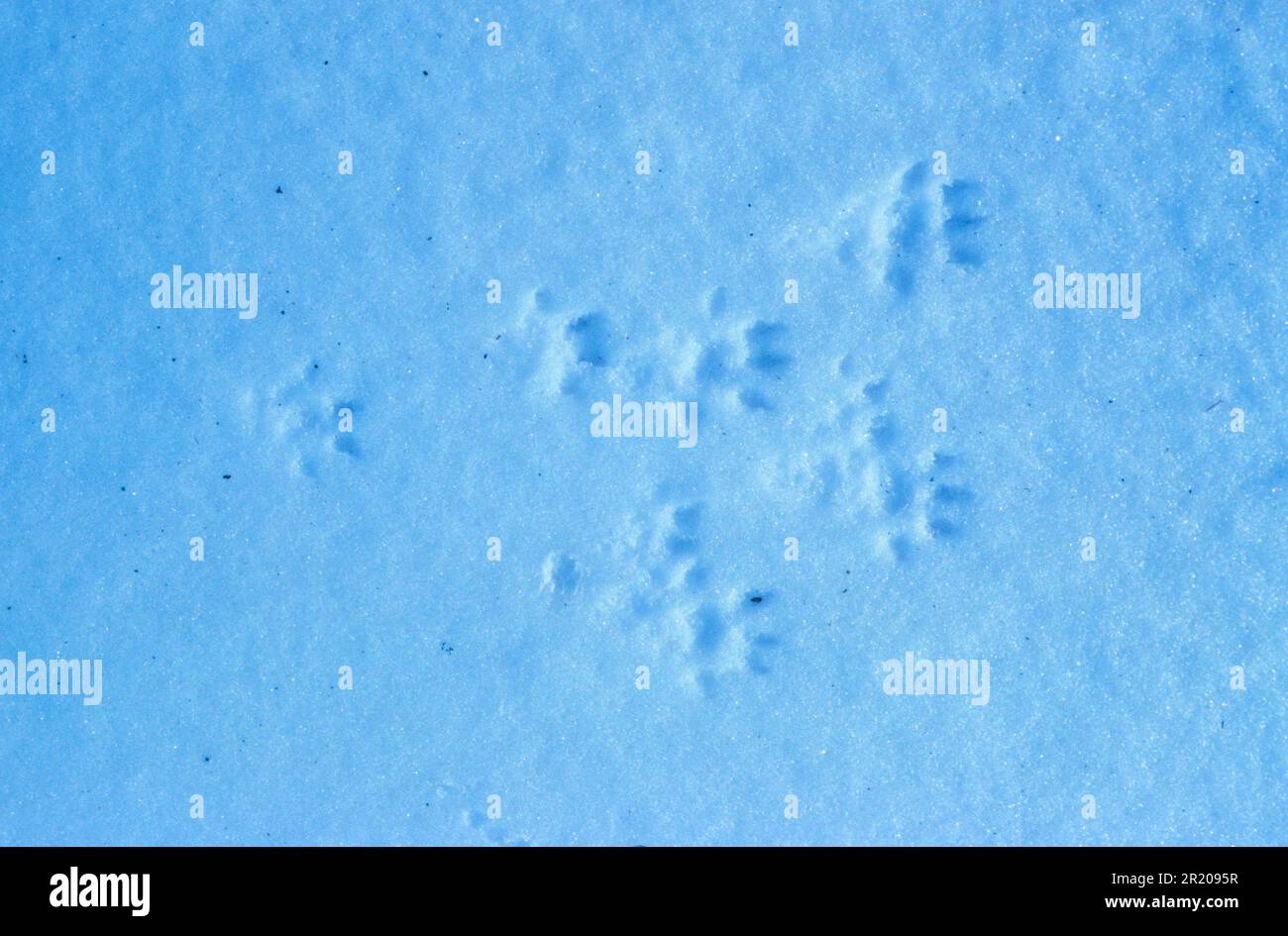 Fuabdruck Ratte Im Schnee