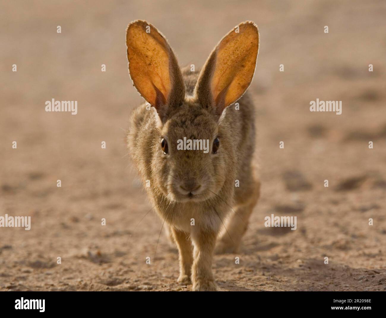 Bürstenkaninchen (Sylvilagus bachmani), Kaninchen, Nagetiere, Säugetiere, Tiere, Brush Rabbit Erwachsene, Wandern in Dünen, Westküste, Baja California, Mexiko Stockfoto