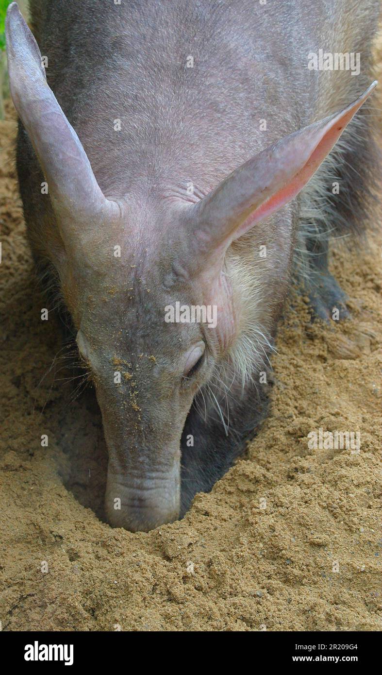 Aardvark (Orycteropus Afer) aus nächster Nähe im Sand von David Hosking Stockfoto