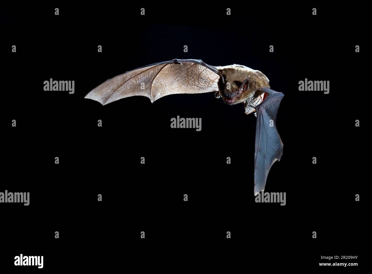 Big Brown bat (Eptesicus fuscus), Erwachsener, im Flug, Jagd bei Nacht (U.) S. A. Stockfoto