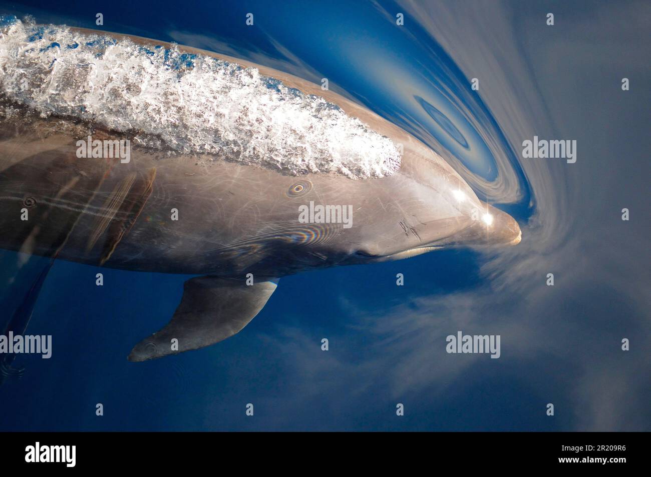 Große Tümmler, große Tümmler, Delfine, Meeressäuger, Tiere, Säugetiere, Wale, Zahnwale, Tümmler (Tursiops Stockfoto