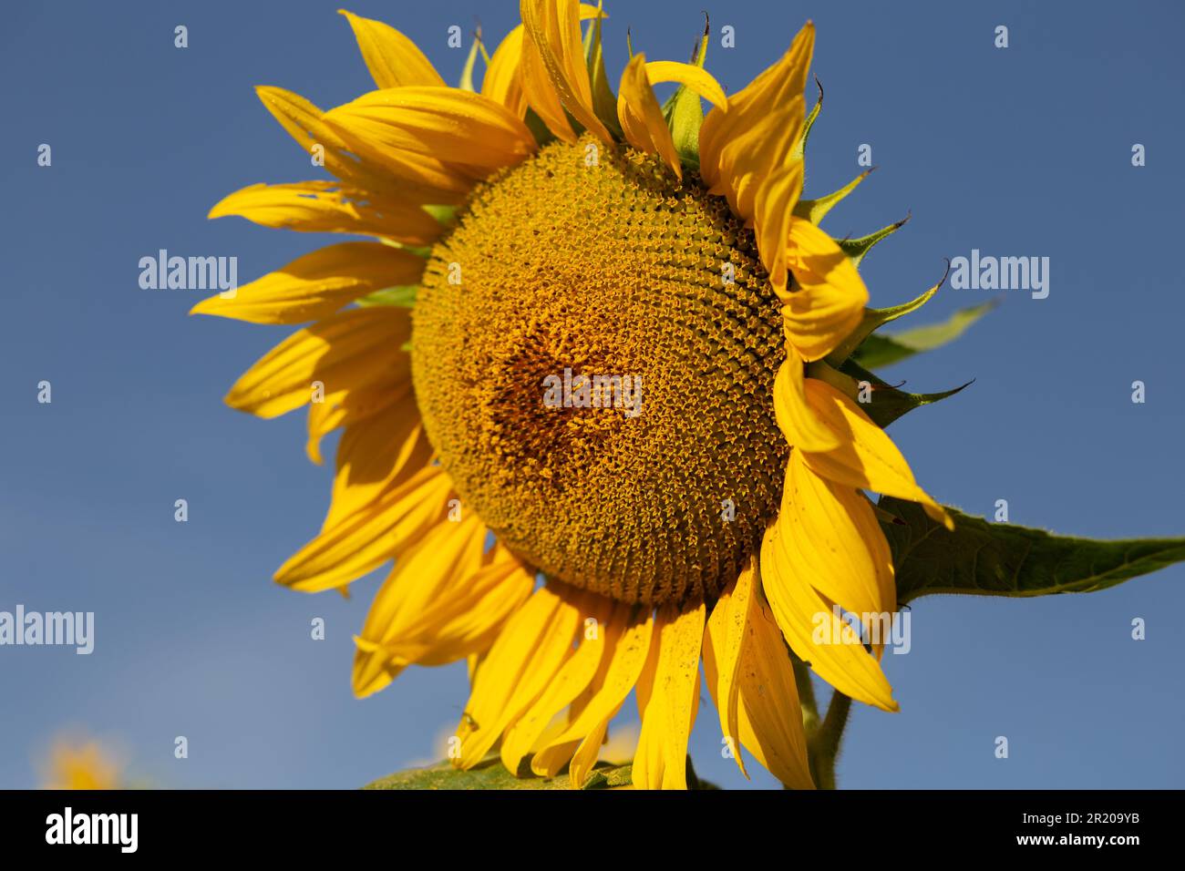 Bela Vista de Goias, Goias, Brasilien – 11. Mai 2023: Eine gelbe Sonnenblume mit blauem Himmel im Hintergrund an einem klaren, sonnigen Tag. Stockfoto