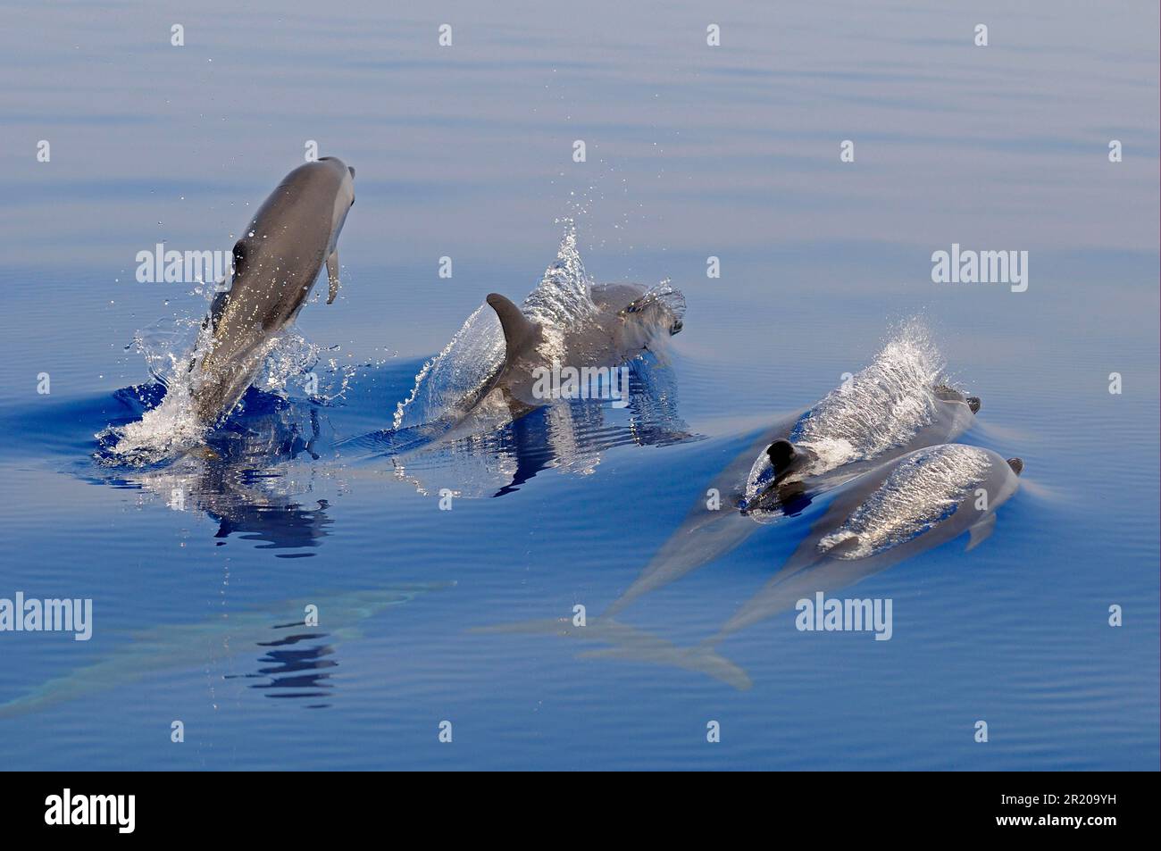 Pantropischer Delfin (Stenella attenuata), vier Erwachsene, die vom Wasser aus auftauchen, Malediven Stockfoto