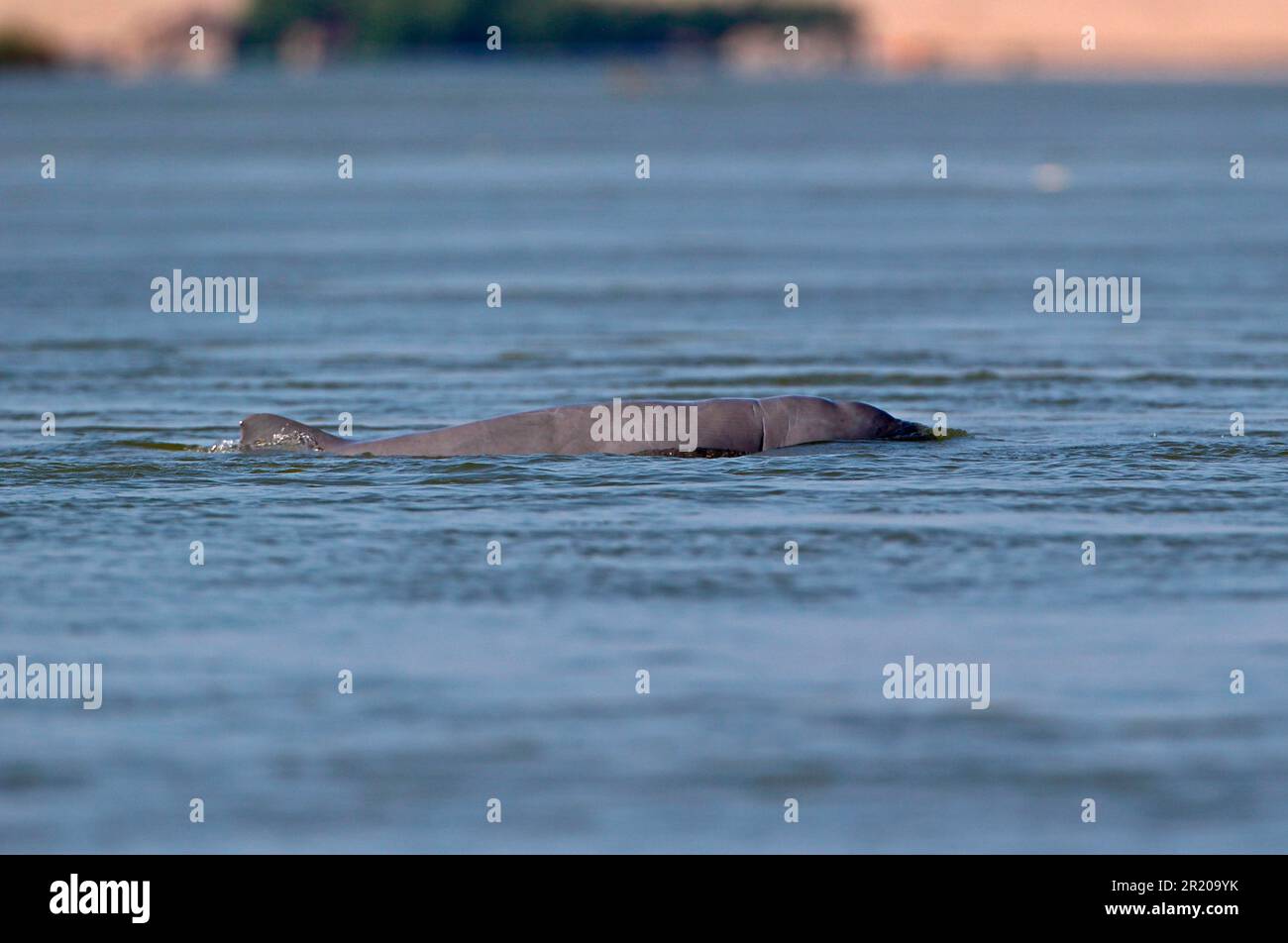 Irrawaddy-Delfin (Orcaella brevirostris), Irrawaddy-Delfin, Irrawaddy-Delfine, gefährdete Arten, Delfine, Meeressäuger, Tiere, Säugetiere Stockfoto