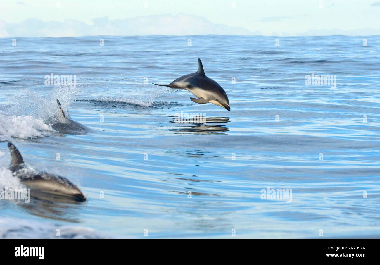 Schwarzer Delfin, Schwarzer Delfin, Schwarze Delfine, Dümmler Delfine (Lagenorhynchus obscurus), Delfine, Meeressäuger, Tiere, Säugetiere, Wale, gezahnt Stockfoto