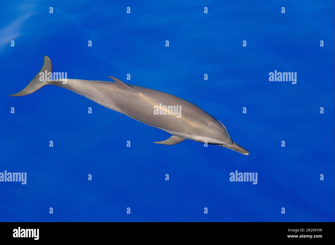 Pantropischer Delfin (Stenella attenuata), Erwachsener, Schwimmen direkt unter der Oberfläche des ruhigen Wassers, Malediven Stockfoto
