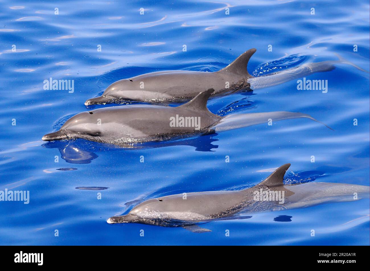 Pantropischer Delfin (Stenella attenuata), drei Erwachsene, Schwimmen auf der Wasseroberfläche, Malediven Stockfoto