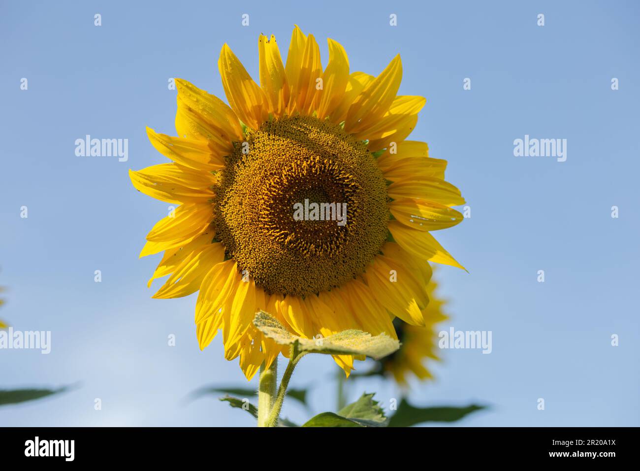 Bela Vista de Goias, Goias, Brasilien – 11. Mai 2023: Eine gelbe Sonnenblume mit blauem Himmel im Hintergrund an einem klaren, sonnigen Tag. Stockfoto