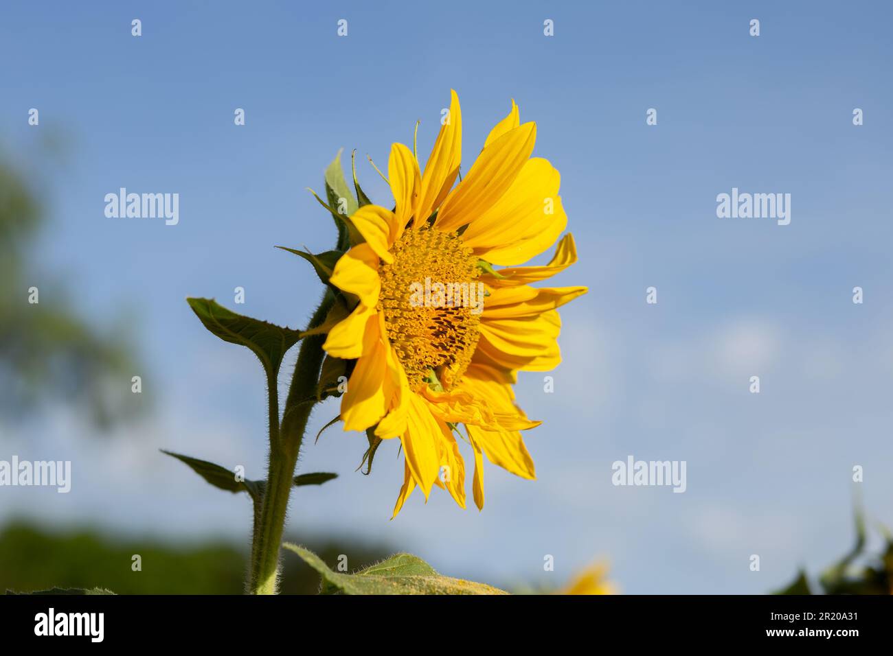 Bela Vista de Goias, Goias, Brasilien – 11. Mai 2023: Eine gelbe Sonnenblume mit blauem Himmel im Hintergrund an einem klaren, sonnigen Tag. Stockfoto