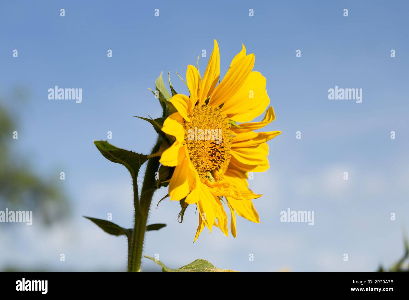 Bela Vista de Goias, Goias, Brasilien – 11. Mai 2023: Eine gelbe Sonnenblume mit blauem Himmel im Hintergrund an einem klaren, sonnigen Tag. Stockfoto