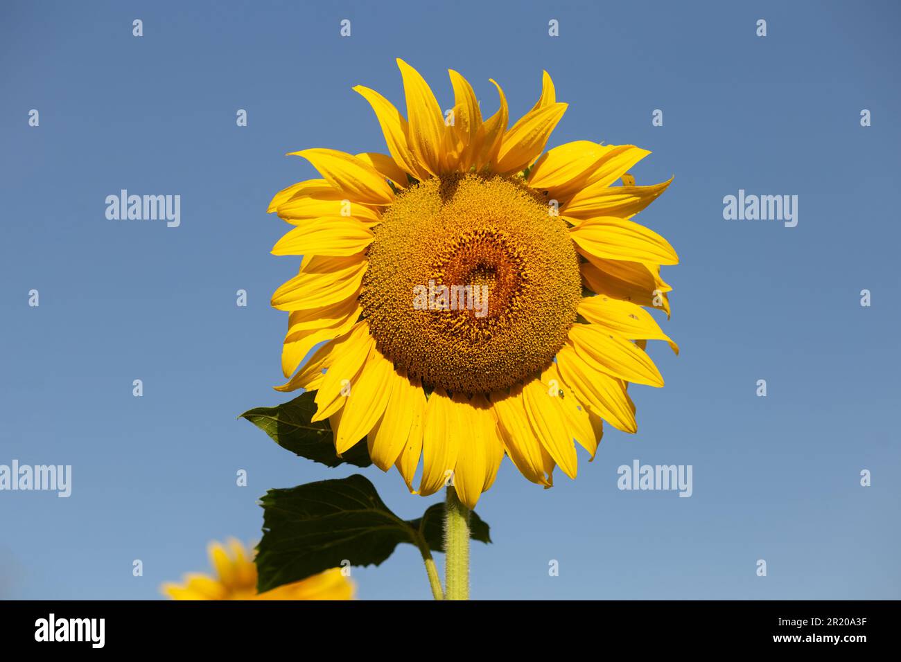 Bela Vista de Goias, Goias, Brasilien – 11. Mai 2023: Eine gelbe Sonnenblume mit blauem Himmel im Hintergrund an einem klaren, sonnigen Tag. Stockfoto