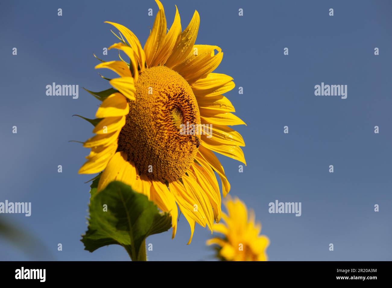 Bela Vista de Goias, Goias, Brasilien – 11. Mai 2023: Eine gelbe Sonnenblume mit blauem Himmel im Hintergrund an einem klaren, sonnigen Tag. Stockfoto